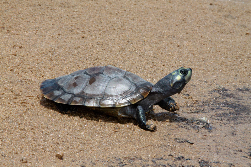 Illustration for article titled Por qué las tortugas pueden llegar a vivir hasta dos siglos